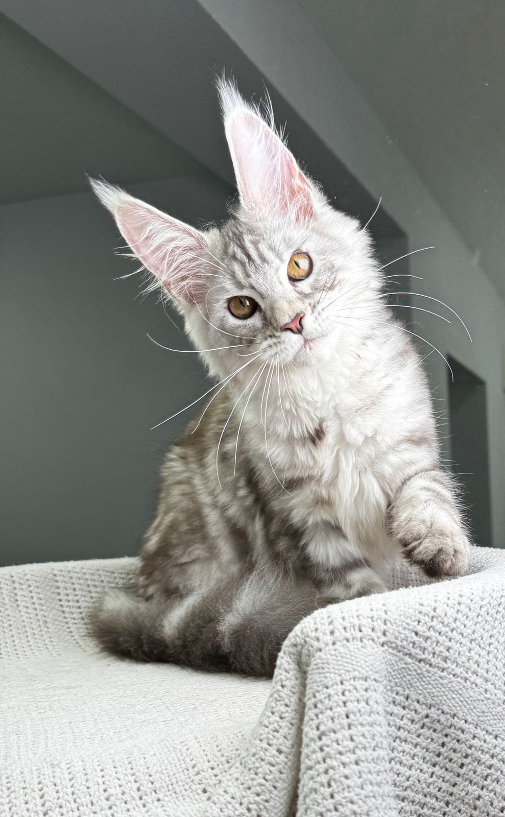 Picture of Honey, a silver classic tabby Maine Coon queen