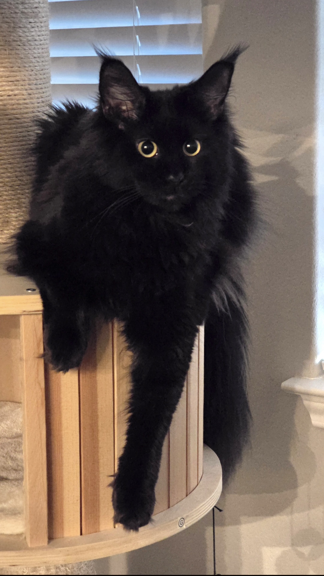 Picture of Ursa, a black Maine Coon queen